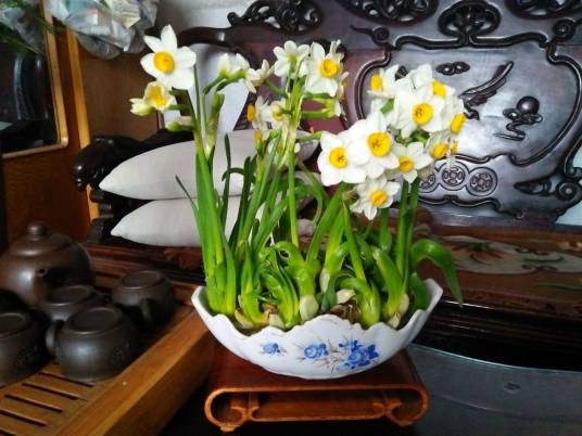 水培水仙