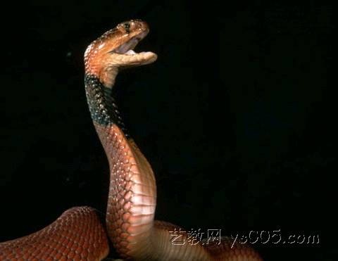 黑颈眼镜蛇