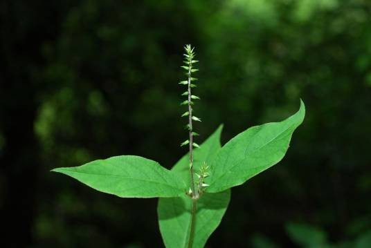 土牛膝(苋科牛膝属植物)