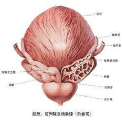 小睾丸症