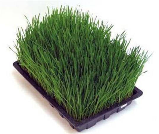 大麦苗（中药）