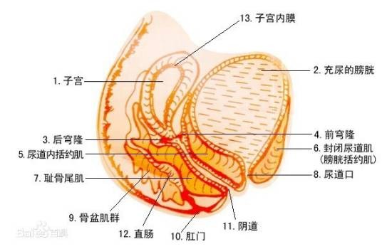 阴道穹窿