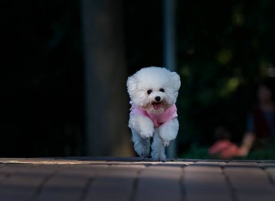 贵宾犬(犬科犬属动物)