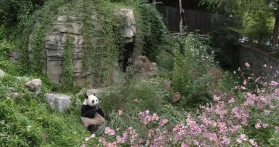 旅美大熊猫的现状如何,若回国的话会面临哪些困难?