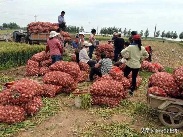 山东大蒜收获