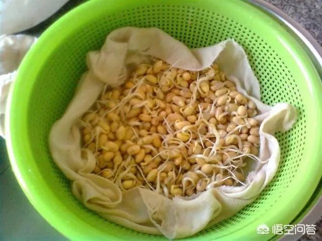 怎样生产豆芽？