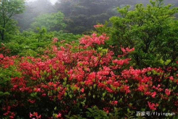 安徽特色花卉