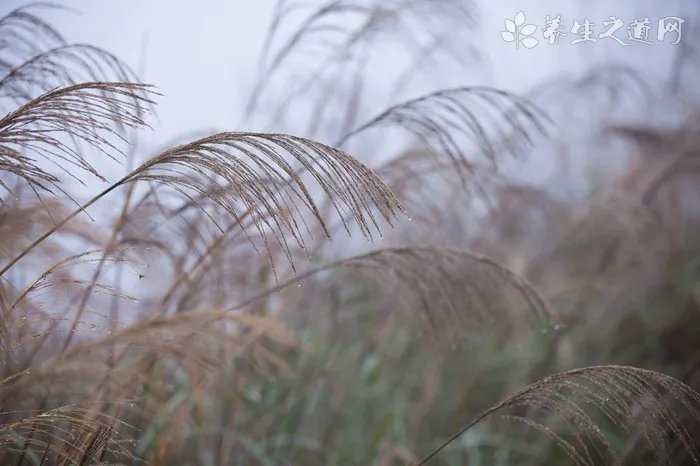 兰菌净疫苗有必要打吗