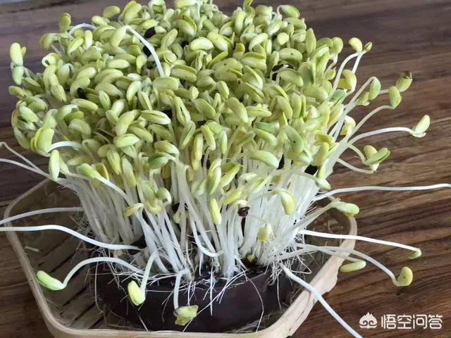 怎样生产豆芽？