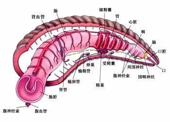 软体动物与的节肢动物资料
