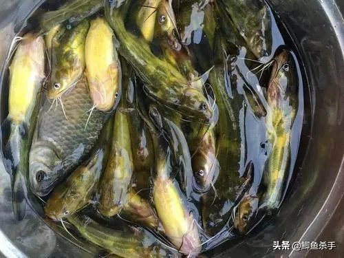 下雨天河边钓鱼,打鱼窝有没有效果,知道的老铁能否分享下经验?