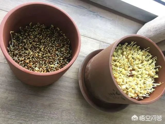 怎样生产豆芽？