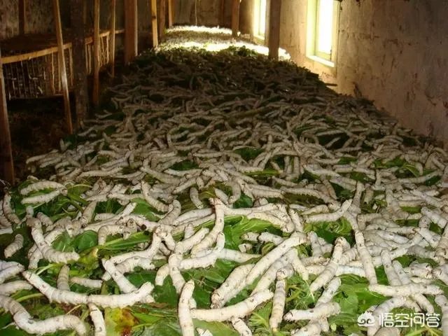 远古时期,地球上最大的食肉动物“里奥普鲁顿”真的存在吗?