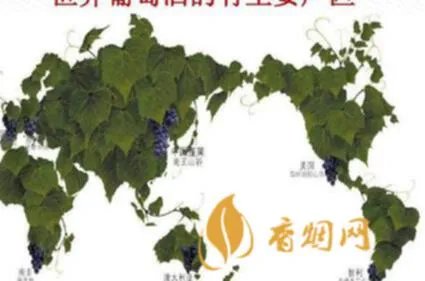 葡萄原酒是什么?了解一下!