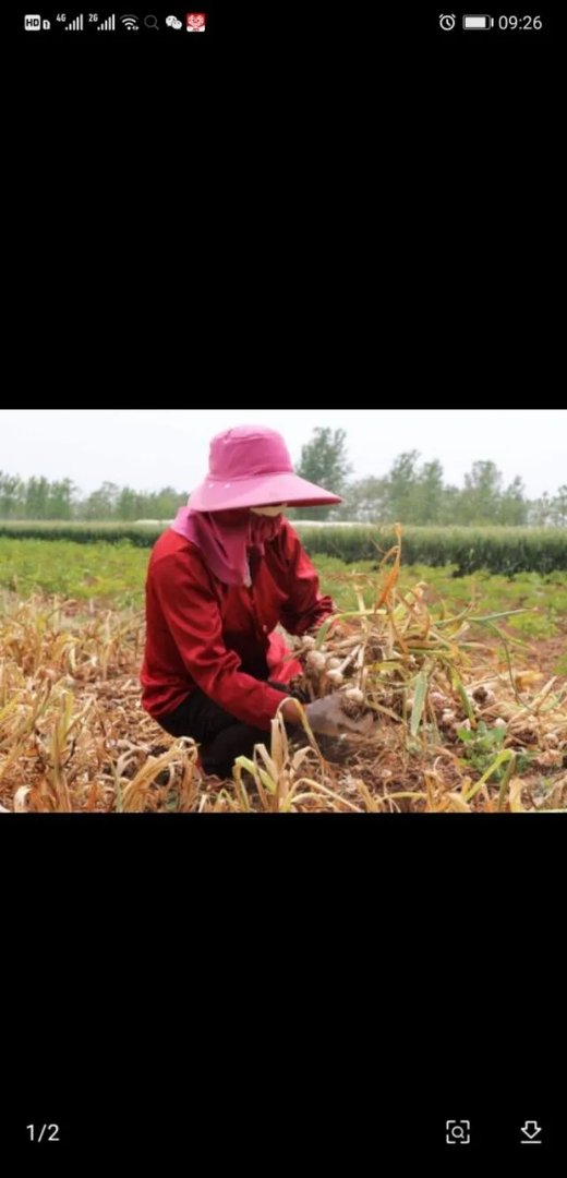 山东大蒜收获