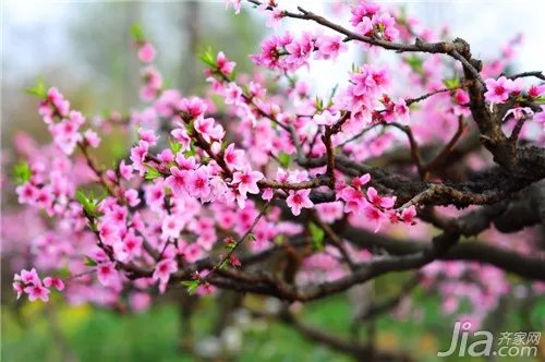 桃花全面解析 桃花图片大全