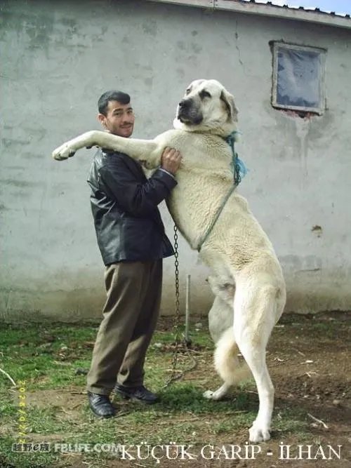 什么狗可以咬死藏獒