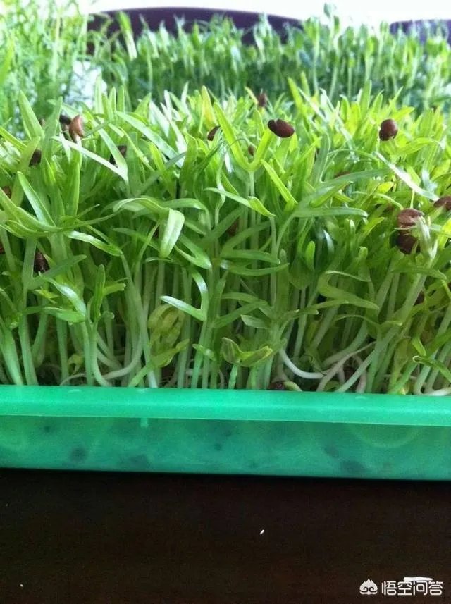 怎样生产豆芽？