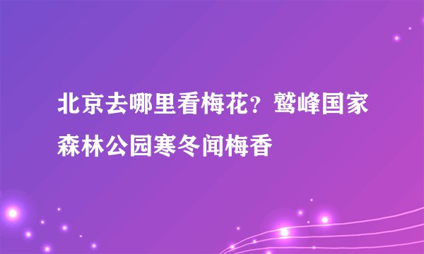 北京去哪里看梅花？鹫峰国家森林公园寒冬闻梅香