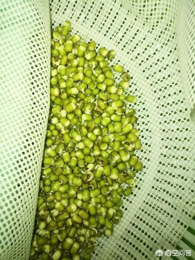 怎样生产豆芽？