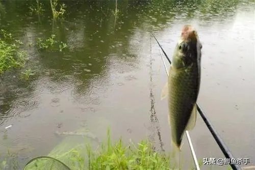 下雨天河边钓鱼,打鱼窝有没有效果,知道的老铁能否分享下经验?