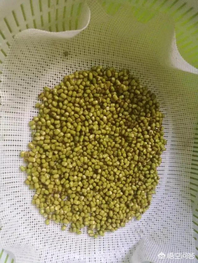 怎样生产豆芽？