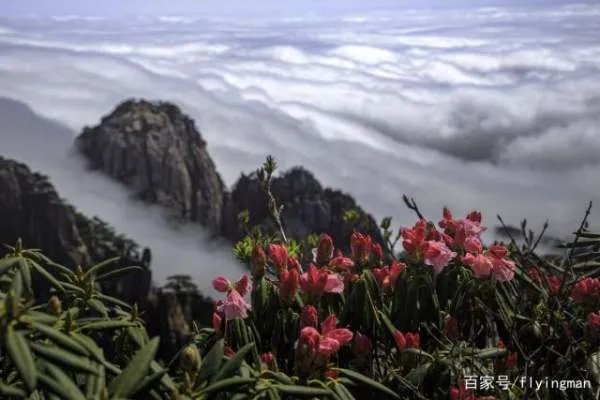 安徽特色花卉