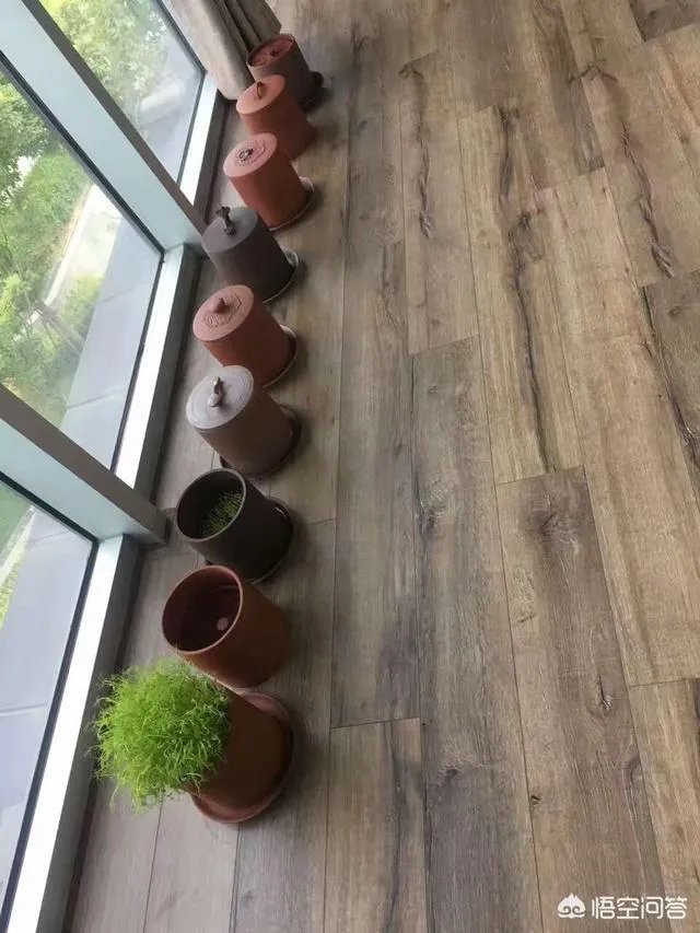 怎样生产豆芽？
