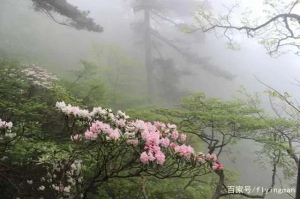 安徽特色花卉