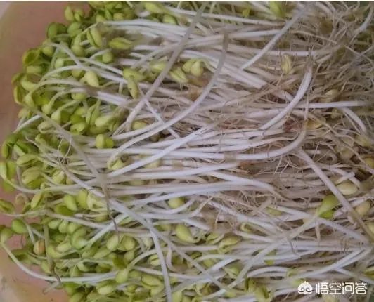 怎样生产豆芽？
