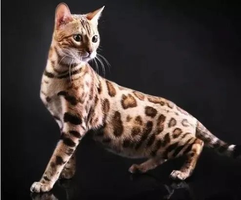 深圳闹市区出现多只野生豹猫正常吗?