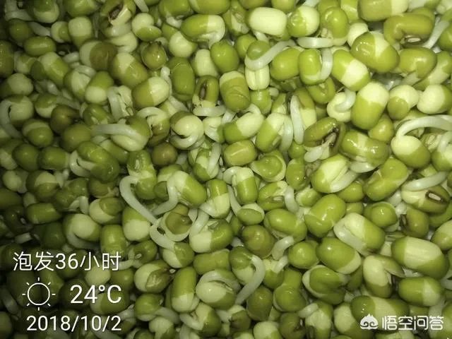 怎样生产豆芽？