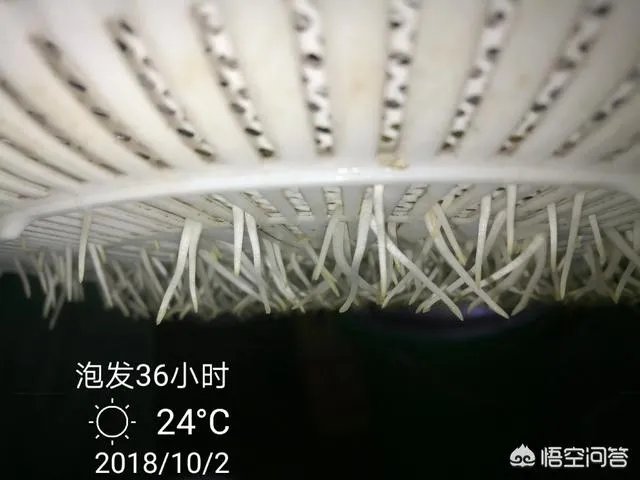 怎样生产豆芽？