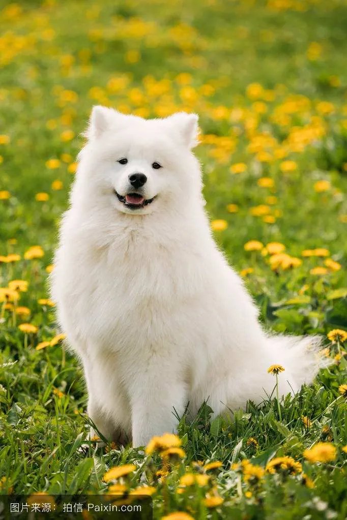 微笑狗smile.jpg谷歌原图吓人 搜smile dog五秒动态图的都后悔了
