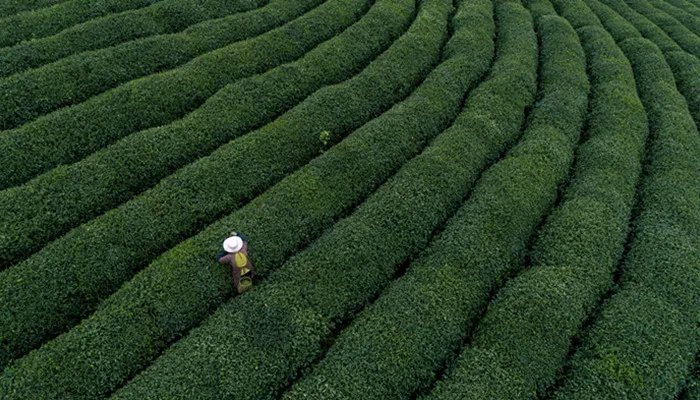 尚客茶品是哪个国家的品牌 尚品茶叶是什么牌子