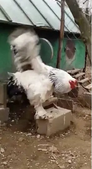 科索沃婆罗吸摩鸡体型巨大吓坏网友是怎么回事？