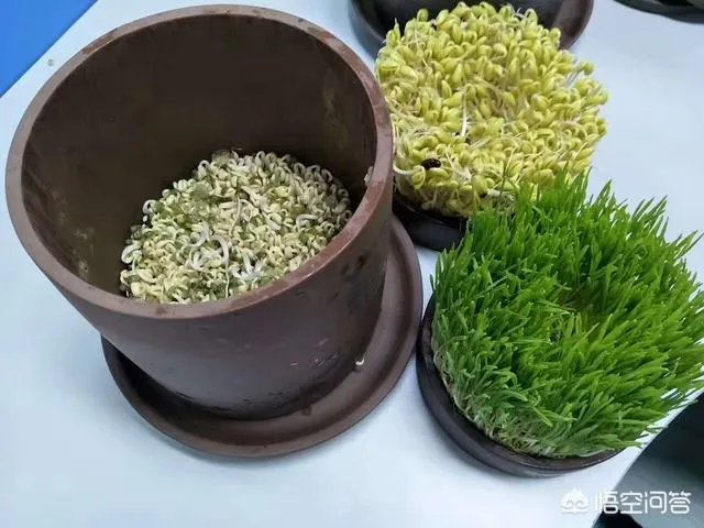怎样生产豆芽？