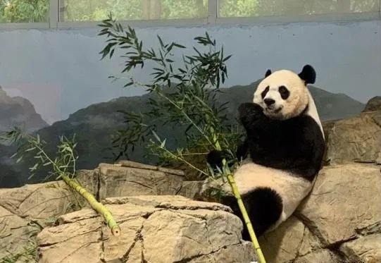 旅美大熊猫的现状如何,若回国的话会面临哪些困难?