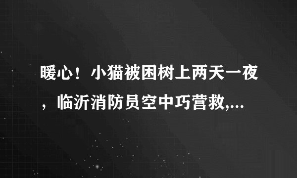 暖心！小猫被困树上两天一夜，临沂消防员空中巧营救, 你怎么看？