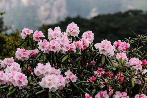 安徽特色花卉