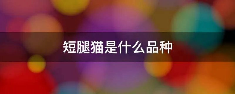 短腿猫是什么品种