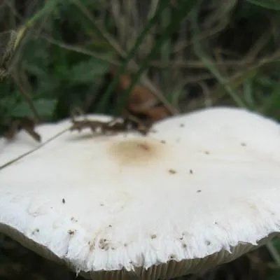 湿疹有传染性吗