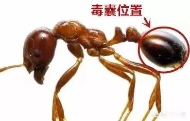 红火蚁出没赣州，政府发布紧急疫情，这是怎么回事，怎么辨别红火蚁？