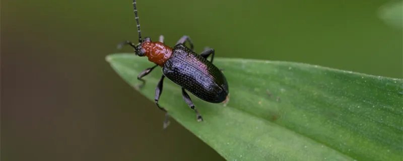 蜱虫会飞吗