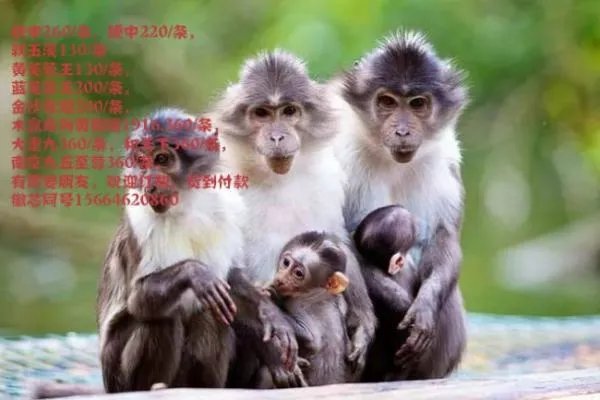 南京牌香烟价格表图