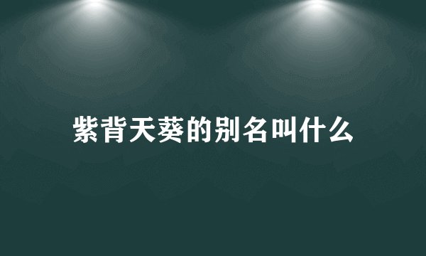 紫背天葵的别名叫什么