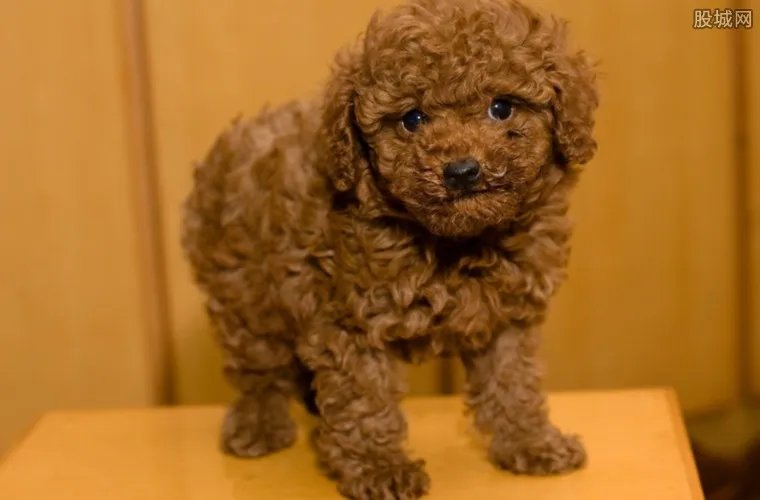 贵宾犬价格一般多少钱 贵宾犬应该怎么养