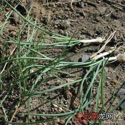 薤白俗称什么