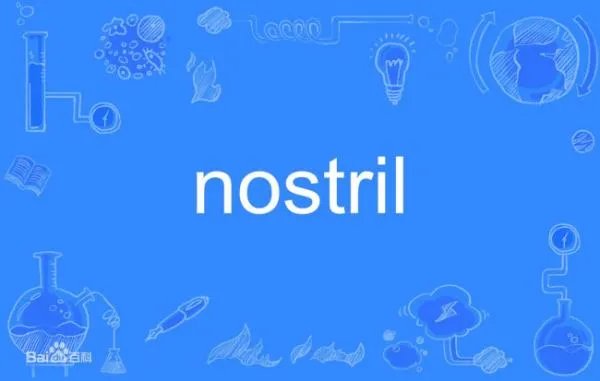 nostril是什么意思啊