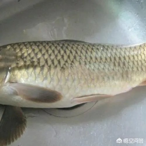 鲤鱼怎么做好吃？